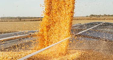 corn pouring in grain cart