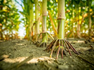 Corn brace roots