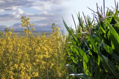 canola and corn