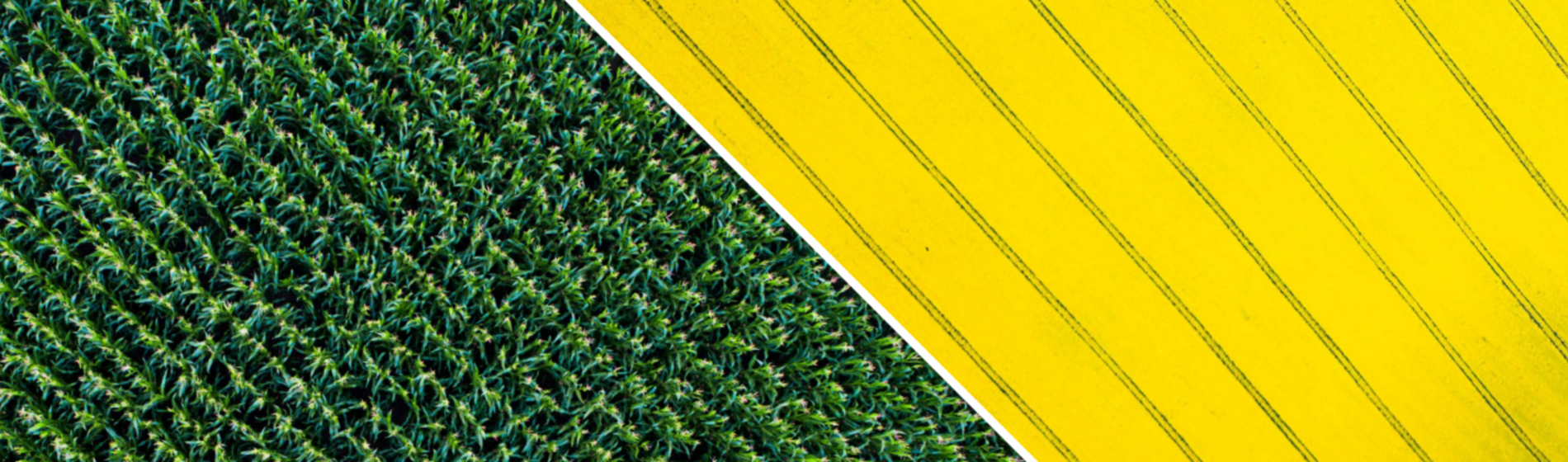 split corn and canola image