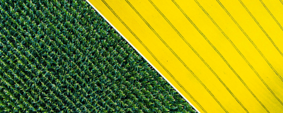 split corn and canola image