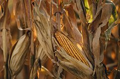 Superior Performance. Again.