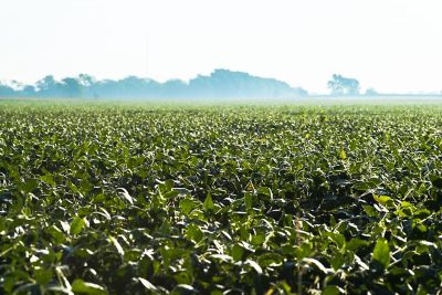 Corn Field with hills on horizon