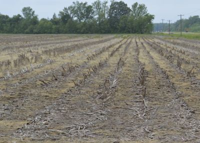 Corn field after burndown