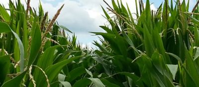 Cornfield at tasseling.