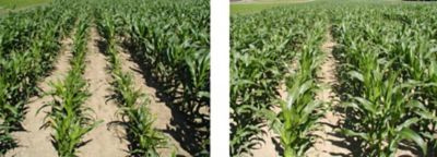 Corn field comparison