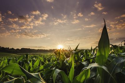 Corn field at sunset