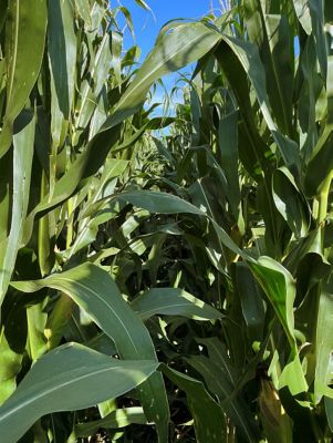 Corn field treated with Forcivo
