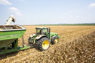 Corn harvest