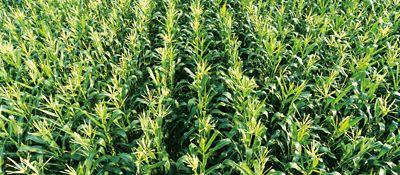 Corn herbicides corn field