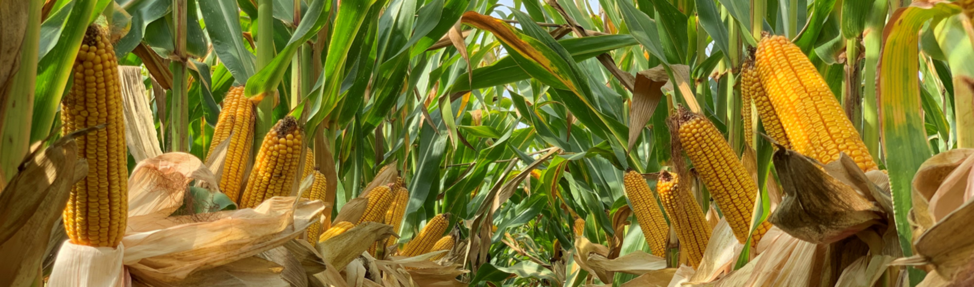 IMG-corn-image-for-web-EU-HR-V1