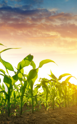 corn growing during sunrise