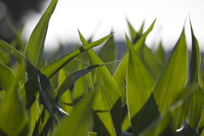 corn leaves