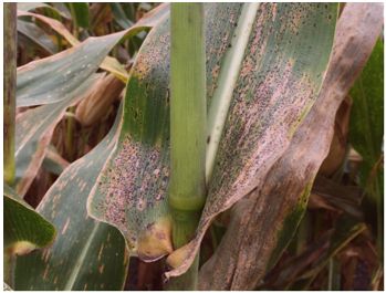 Corn leaf infected with tar spot
