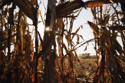 Harvesting Wind-Damaged Corn