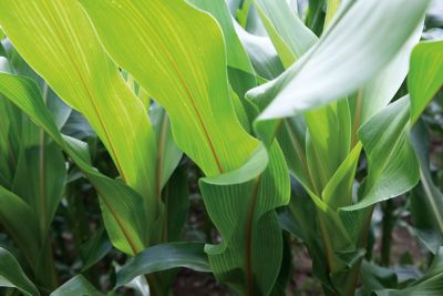 Photo - corn plants - closeup - midseason