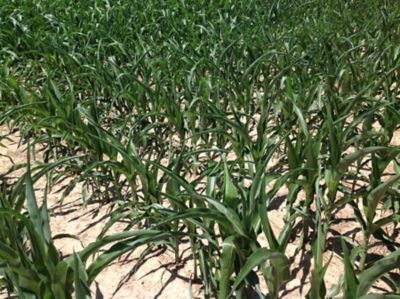 Photo - corn leaf rolling from drought stress - midseason