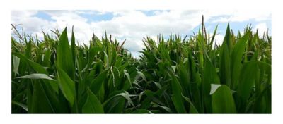 Corn plants - top of plants - midseason