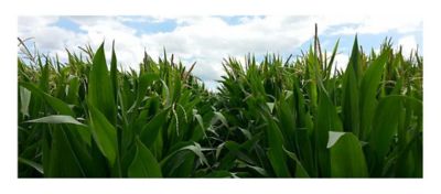 2023 Ontario Hybrid Corn Performance Trials Now Available – Field Crop News