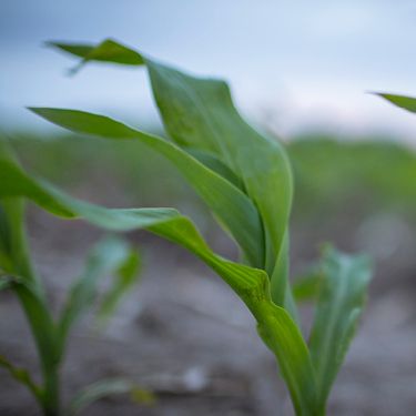 Stages Of Sweet Corn Growth