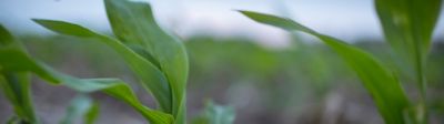 Corn emergence in corn field