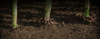 Corn roots in brown soil