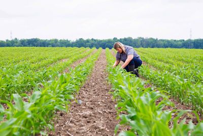 soybean field