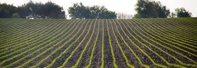 Corn rows, treeline