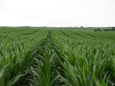 Corn seed field approaching seed