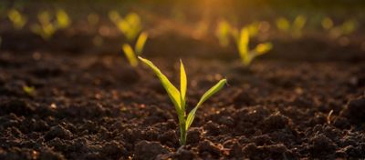 Fusarium Crown Rot in Corn