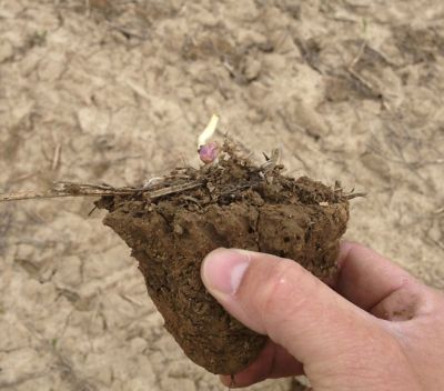Photo - closeup - corn seedling emerging under extreme soil compaction and crusting.