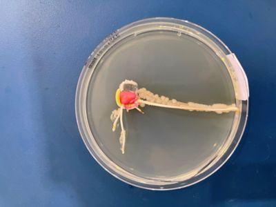 petri dish of corn seedling