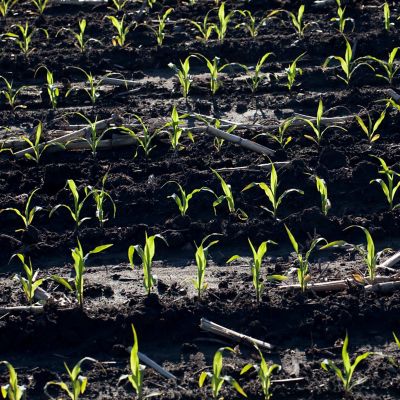 Search corn agronomy articles