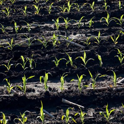 agronomy corn