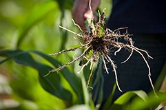 Proven Corn Rootworm Protection