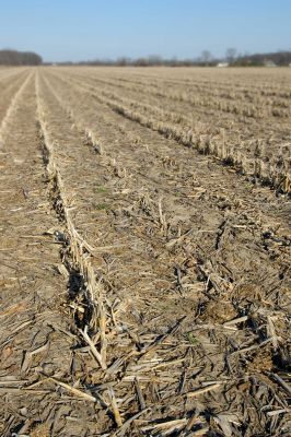 Corn stubble