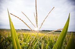 Strong Agronomics and Integrated Technology Packages.