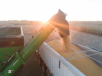 Timing Corn Harvest