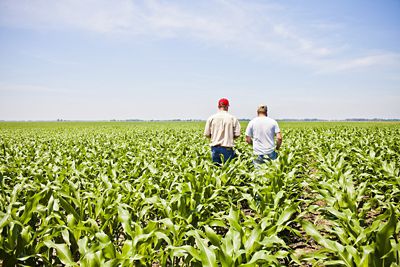 Weed scouting in corn field