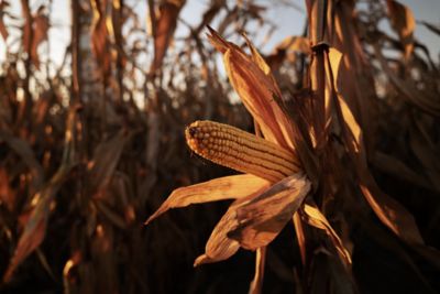 Corn on the stalk at sunset