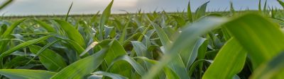 Field of AgVenture corn at sunset