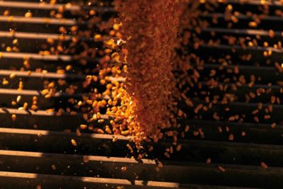 Pink treated corn seed