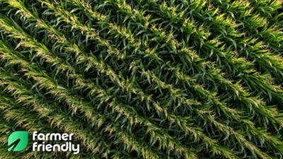 aerial corn field shot