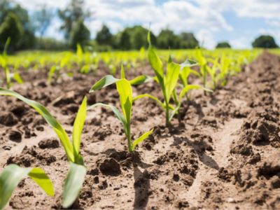 corn seedlings