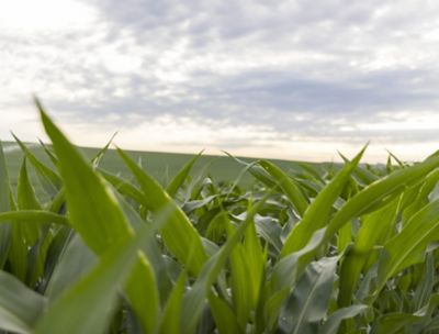 Closeup - cornfield midseason - Monroe