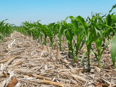 Photo - early season - cornfield with high amounts of residue between rows