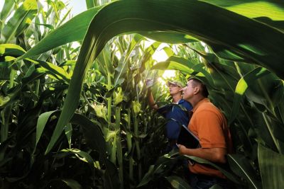 Men studying cornstalks in field - harvest season