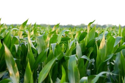 Seed Trait Ratings: What’s in a Number? | Pioneer® Seeds