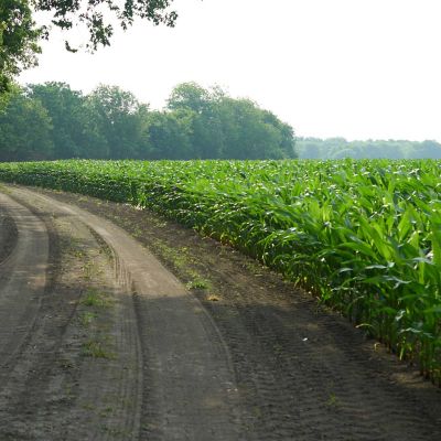 Road by cornfield - midseason - trees in background