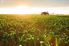 Compatible Across a Wide Range of Germplasm